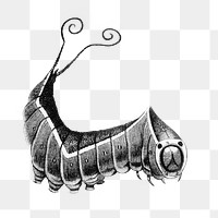 Worm vintage png illustration, transparent background