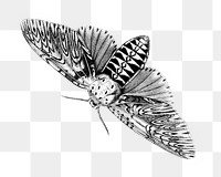 Moth vintage png illustration, transparent background