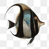 Png fish vintage illustration, transparent background