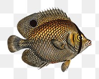 Png fish vintage illustration, transparent background