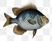 Png fish vintage illustration, transparent background