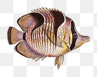 Png fish vintage illustration, transparent background