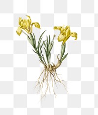 Sand iris png sticker, vintage botanical illustration, transparent background