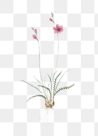 Ixia crispa png sticker, vintage botanical illustration, transparent background