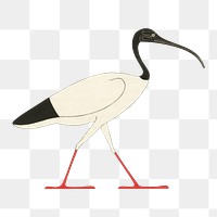 Egypt bird png vintage illustration, transparent background