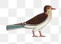 Png vintage Egyptian bird illustration, tombs of Nevoethph and Menothph, transparent background