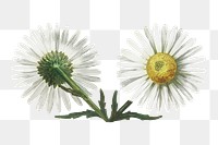 Daisy png vintage illustration, botanical design on transparent background