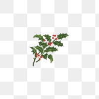 Vintage holly branch png, transparent background