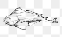 Png  American angel-fish sketch, transparent background