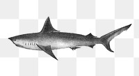 Png long-tailed Porbeagle shark sticker, transparent background