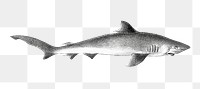 Common shark png vintage sticker, transparent background