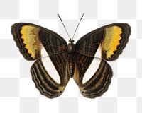 Adelpha butterfly png vintage illustration, transparent background. Remixed by rawpixel. 