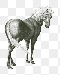 Vintage horse png animal illustration, transparent background. Remixed by rawpixel. 