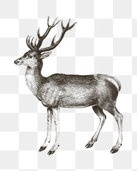 Vintage deer png animal illustration, transparent background. Remixed by rawpixel. 