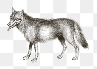 Vintage wolf png animal illustration, transparent background. Remixed by rawpixel. 