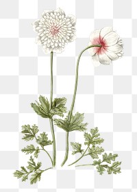 Anemones png vintage illustration, botanical design on transparent background