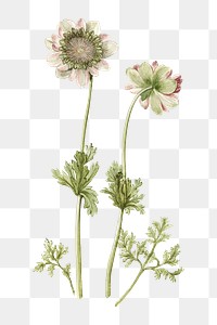 Anemones png vintage illustration, botanical design on transparent background