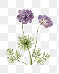 Anemones png vintage illustration, botanical design on transparent background