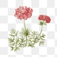 Anemones png vintage illustration, botanical design on transparent background