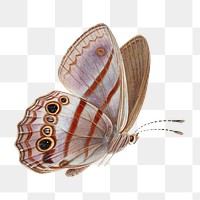 Butterfly png vintage illustration, transparent background