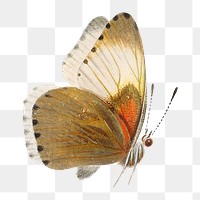 Butterfly png vintage illustration, transparent background