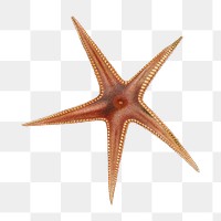 Starfish png vintage illustration, transparent background