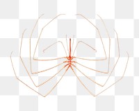 Sea spider png illustration, transparent background