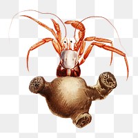 Crab png vintage illustration, transparent background