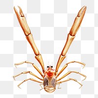 Crab png vintage illustration, transparent background