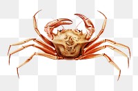 Crab png vintage illustration, transparent background