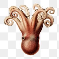 Png vintage sea octopus illustration, transparent background