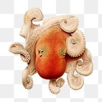 Vintage sea octopus png illustration, transparent background