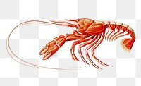 Png scarlett clawed lobster, transparent background