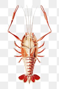 Crustacean png vintage illustration, transparent background
