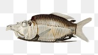 Fish png vintage illustration, transparent background