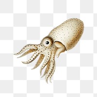 Octopus png vintage illustration, transparent background