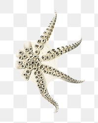 Octopus png vintage illustration, transparent background