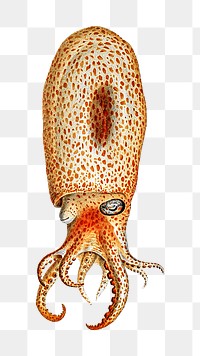 Octopus png vintage illustration, transparent background