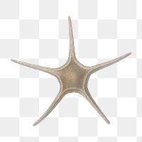 Starfish png vintage illustration, transparent background