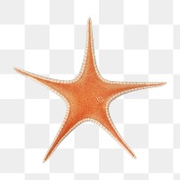 Starfish png vintage illustration, transparent background