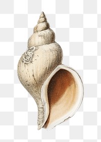 Conch shell png png vintage illustration, transparent background