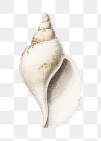 Conch shell png png vintage illustration, transparent background