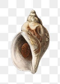 Conch shell png png vintage illustration, transparent background