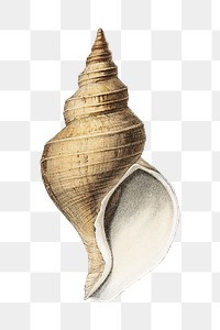 Conch shell png png vintage illustration, transparent background