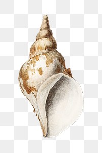 Conch shell png png vintage illustration, transparent background