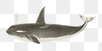 Whale png vintage illustration, transparent background