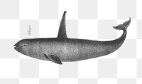 Orca whale png vintage sticker, transparent background