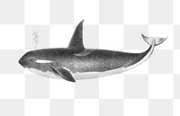  Killer whale png vintage sticker, transparent background