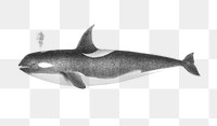  Orca whale png vintage sticker, transparent background