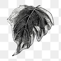 Leaf png vintage illustration, black and white design on transparent background